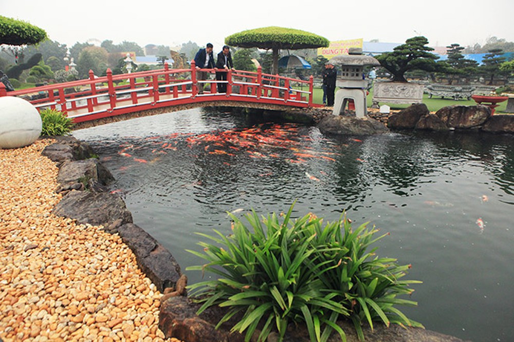 Mẫu hồ cá Koi ngoài trời mang phong cách Nhật Bản
