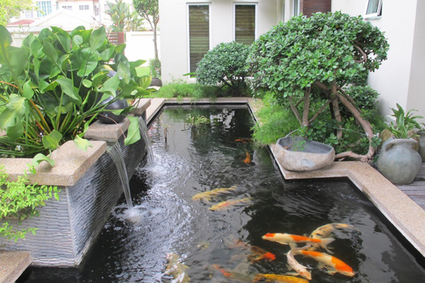 Mẫu hồ cá koi biệt thự