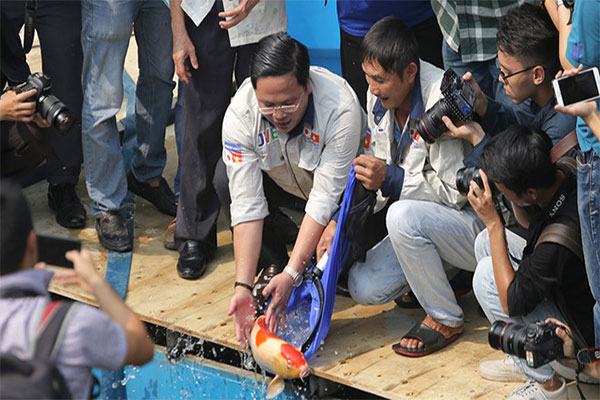 Thả cá koi đắt tiền xuống sông Tô Lịch