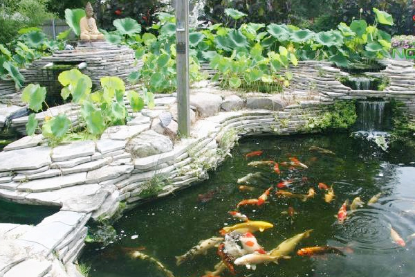 Thiết kế hồ cá koi mini ngoài trời