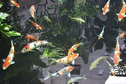 Thi công hồ cá koi tại Đà Nẵng