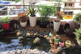 Mẫu hồ cá koi sân thượng