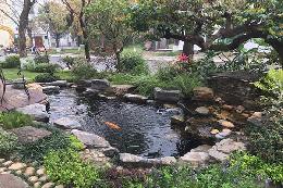 Phong thủy hồ cá koi