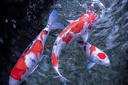 Nguồn gốc và ý nghĩa của cá koi