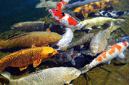 Mệnh thủy có nên làm hồ cá koi