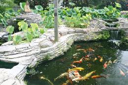 Thiết kế hồ cá koi mini ngoài trời