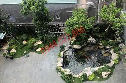 Thiết kế hồ cá koi Mini