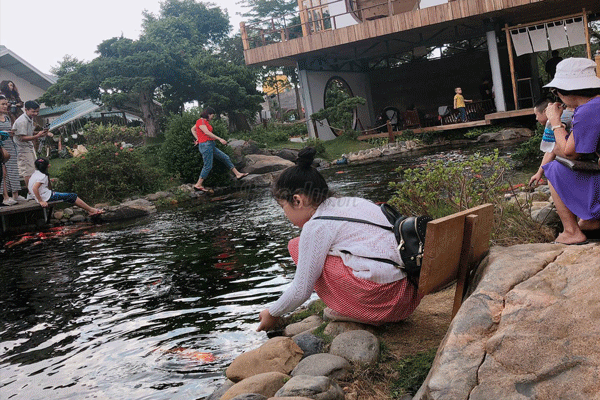 cho cá koi ăn tại kokoro