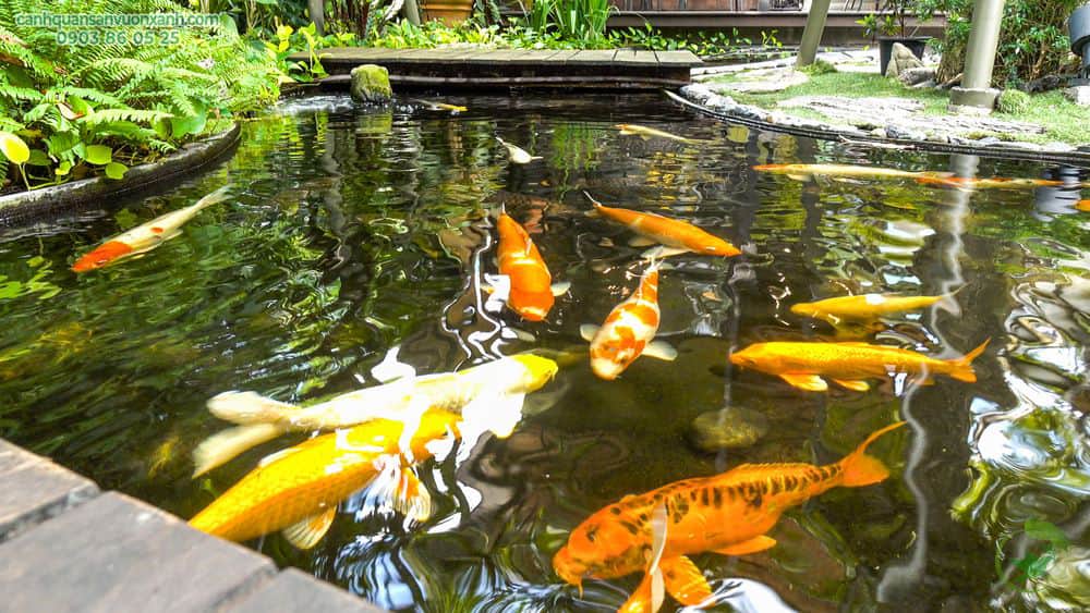 Thi công hồ cá koi sân vườn lớn