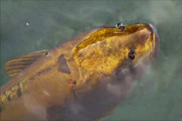 cá chép koi triệu đô đắt nhất thế giới