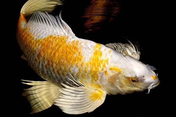 cá koi đạt chuẩn