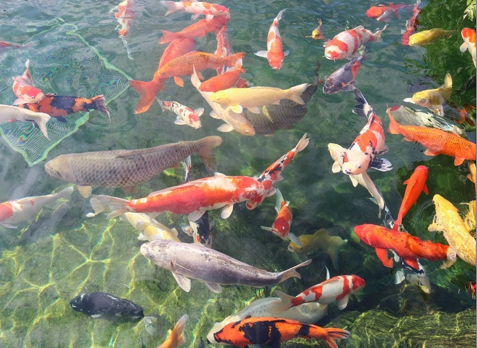 cá koi tại công viên rin rin park