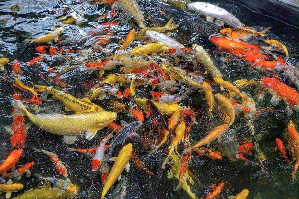 màu sắc của cá koi