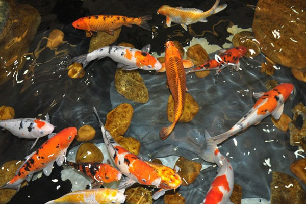Hồ cá koi bạc tỷ