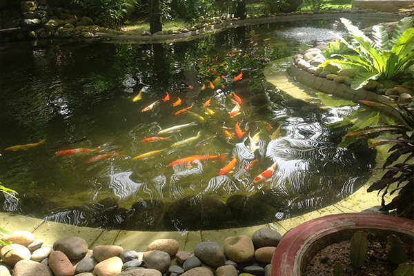 hồ cá koi tại quảng ninh 