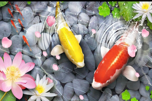 màu sắc của cá gia chủ lên chọn