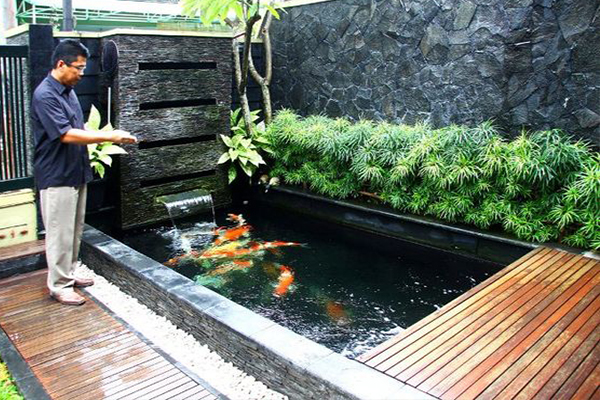 gia chủ đang cho những chú cá ăn sáng