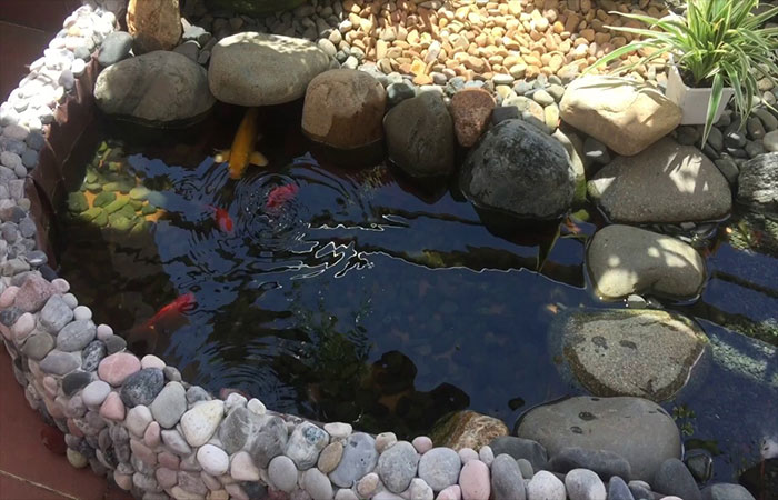 mẫu hồ cá koi mini trên sân thượng keesrt hợp sỏi đá
