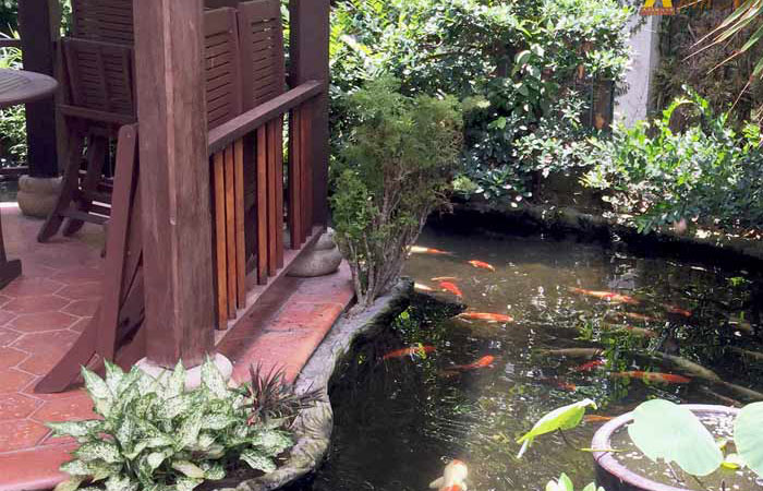 mẫu hồ cá koi ngoài trời có chòi gỗ