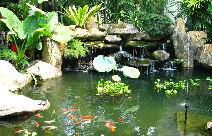 mẫu hồ cá koi sân vườn hoang dã kiểu nhật