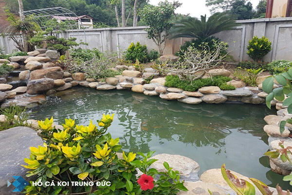hồ cá koi tại hưng yên ( nhà anh phú)