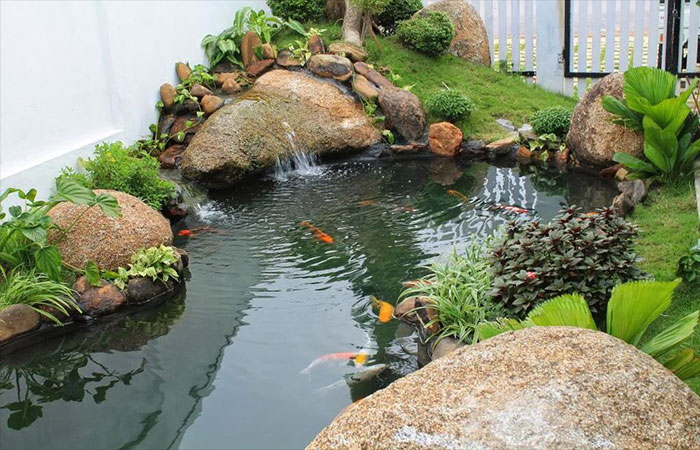 vị trí hồ cá koi